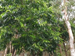 Ganophyllum falcatum