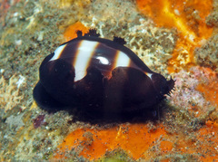 Palmadusta asellus