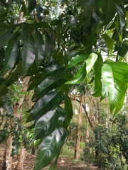 Ganophyllum falcatum