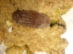 Australostichopus mollis