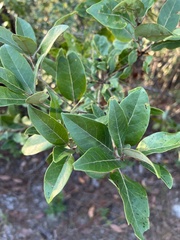 Persea borbonia