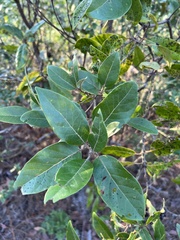 Persea borbonia