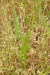 Rumex brownii