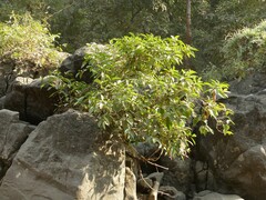 Gardenia resinifera