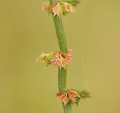 Rumex brownii