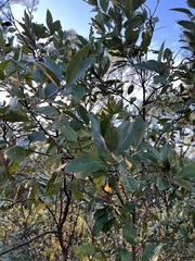 Persea borbonia