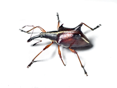 Ancistropterus quadrispinosus