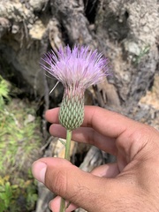 Cirsium lecontei