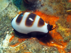 Palmadusta asellus