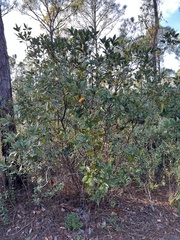 Persea borbonia