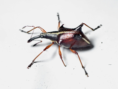 Ancistropterus quadrispinosus