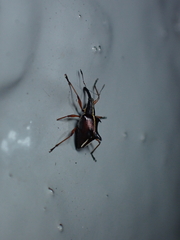 Ancistropterus quadrispinosus