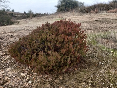 Arctostaphylos myrtifolia