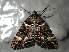 Pseudocoremia productata