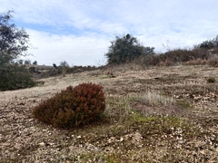 Arctostaphylos myrtifolia