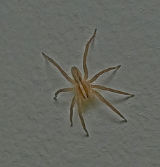 Neoctenus