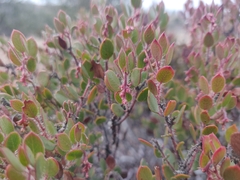 Arctostaphylos myrtifolia