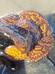 Botrylloides diegensis