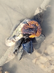 Botrylloides diegensis