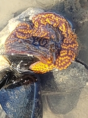 Botrylloides diegensis