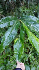 Alpinia zerumbet