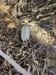 Coprinus comatus