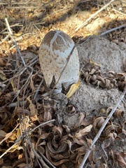 Coprinus comatus