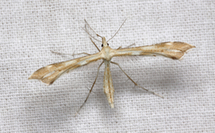 Gillmeria pallidactyla