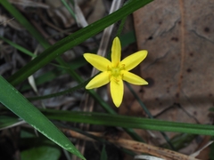 Hypoxis hygrometrica
