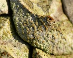 Lecanora strobilina