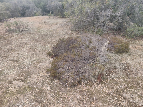 Image of Arctostaphylos myrtifolia by (c) Alexander Wentworth, some rights reserved (CC BY)