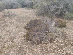 Arctostaphylos myrtifolia