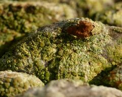 Lecanora strobilina