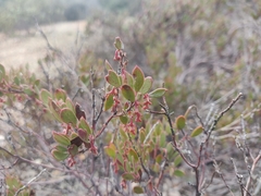 Arctostaphylos myrtifolia