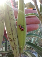 Oncopeltus unifasciatellus