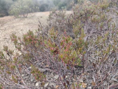 Image of Arctostaphylos myrtifolia by (c) Alexander Wentworth, some rights reserved (CC BY)