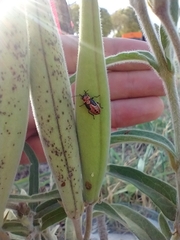 Oncopeltus unifasciatellus
