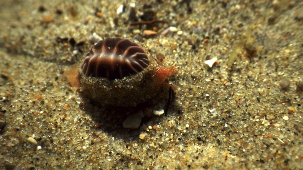 Coffee Bean Trivia from Santa Barbara Channel, Goleta, CA, US on