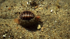 Pseudopusula californiana