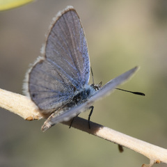 Hemiargus ceraunus