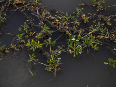 Ludwigia adscendens
