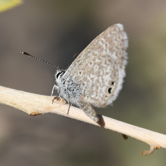 Hemiargus ceraunus
