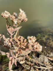 Pluchea odorata odorata