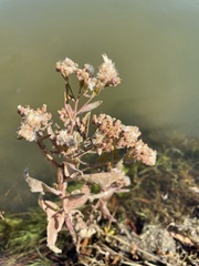 Pluchea odorata odorata