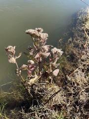 Pluchea odorata odorata