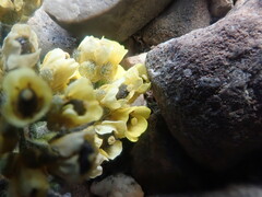 Draba corymbosa