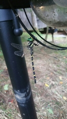 Cordulegaster erronea