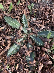 Cirsium neomexicanum