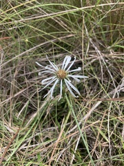 Eurybia eryngiifolia