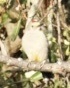 Melanerpes aurifrons